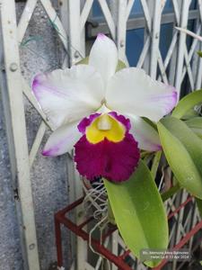 Rhyncholaeliocattleya Memoria Anna Balmores