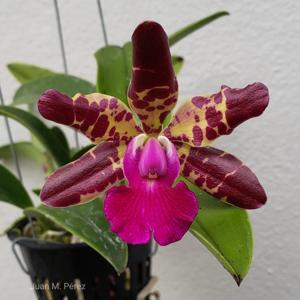 Cattleya Jungle Eyes