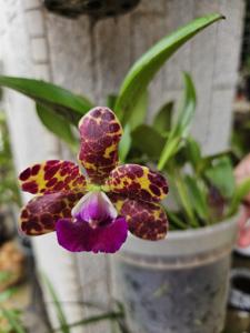 Cattleya Jungle Eyes