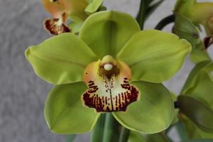 Cymbidium Green Spectacle