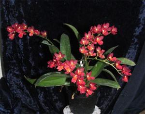 Leomesezia Lava Burst