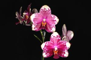 Phalaenopsis Sogo Cock