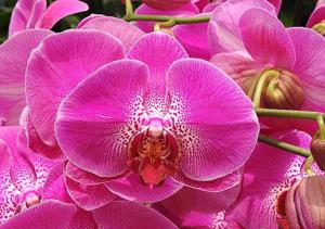 Phalaenopsis Sogo Beach