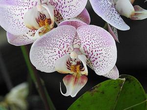 Phalaenopsis Sogo Cherry