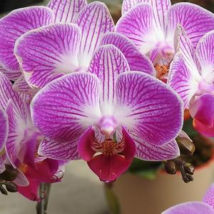 Phalaenopsis Sogo Vivien