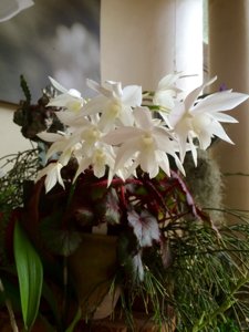 Dendrobium White Grace