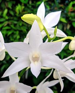 Dendrobium White Grace