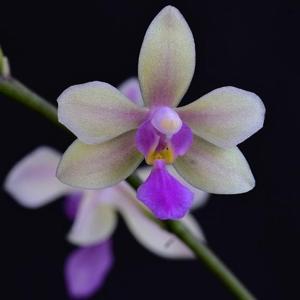 Phalaenopsis Memoria Herman Sweet