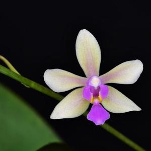 Phalaenopsis Memoria Herman Sweet