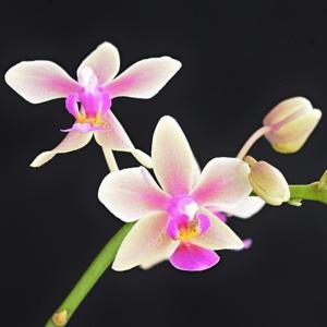 Phalaenopsis Memoria Herman Sweet