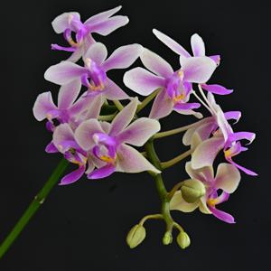 Phalaenopsis Memoria Herman Sweet