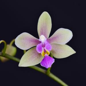 Phalaenopsis Memoria Herman Sweet