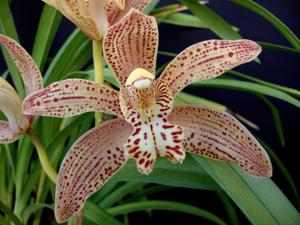 Cymbidium Enzan Knuckle