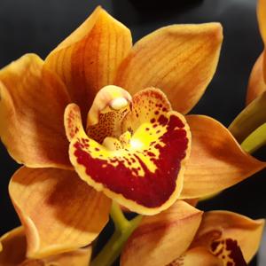 Cymbidium Enzan Shining