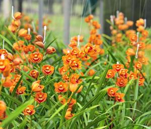 Cymbidium Enzan Shining