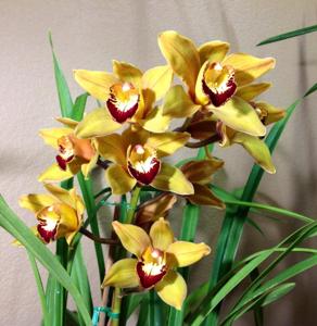 Cymbidium Mighty Tracey