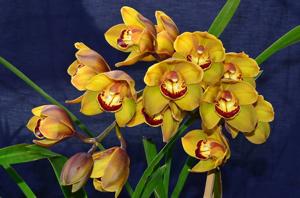 Cymbidium Mighty Tracey