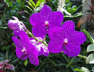 Vanda Pachara Delight