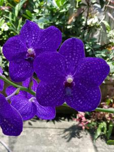 Vanda Pachara Delight