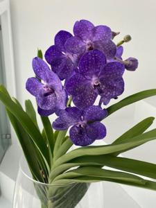 Vanda Pachara Delight