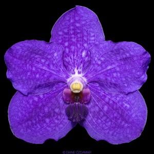 Vanda Pachara Delight