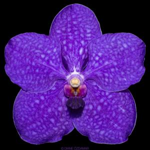 Vanda Pachara Delight