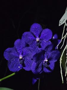 Vanda Pachara Delight