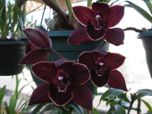 Cymbidium Street Tango