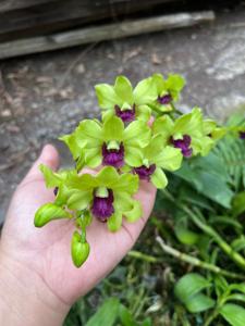 Dendrobium Burana Greenstar