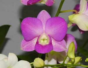 Dendrobium Nopporn Pink