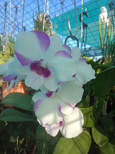 Dendrobium White Dragon