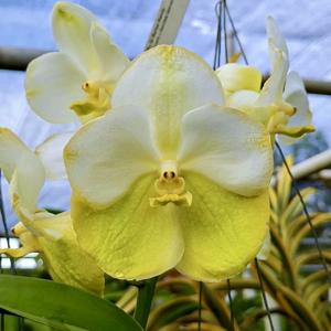 Vanda Nopporn Gold