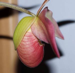 Phragmipedium Cape Sunset