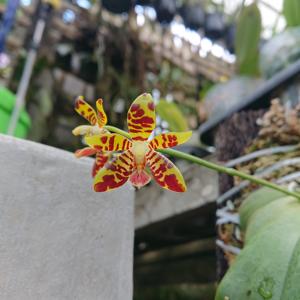 Phalaenopsis Ambocata