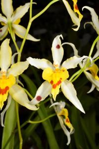 Oncidium Serendipity