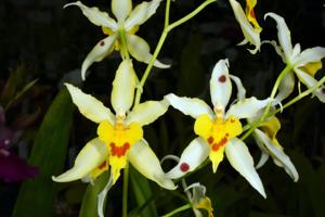 Oncidium Serendipity