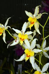 Oncidium Serendipity