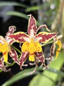 Oncidium Serendipity