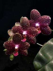 Phalaenopsis Perfection Is