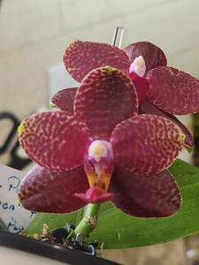Phalaenopsis Perfection Is