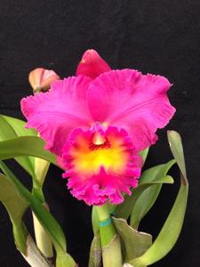 Rhyncholaeliocattleya Brunswick Gem