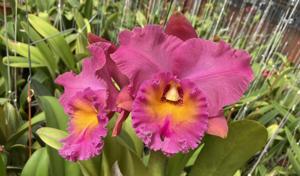 Rhyncholaeliocattleya Brunswick Gem