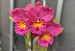 Rhyncholaeliocattleya Brunswick Gem