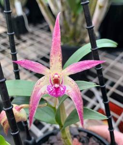 Dendrobium Long Thanh