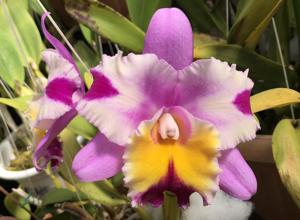 Cattleya Irene's Song