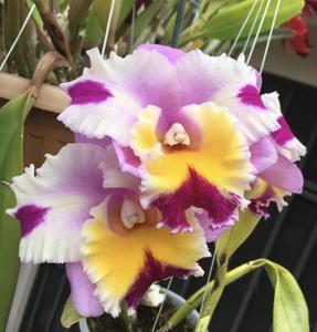 Cattleya Irene's Song