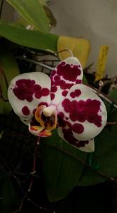 Phalaenopsis I-Hsin Black Jack