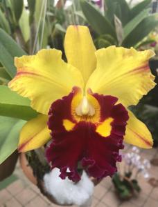 Rhyncholaeliocattleya Memoria John Odom