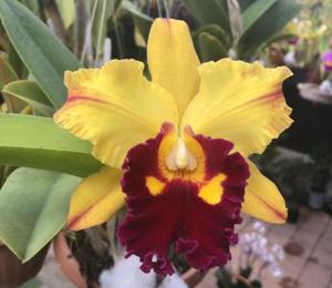 Rhyncholaeliocattleya Memoria John Odom