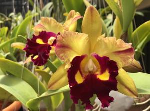 Rhyncholaeliocattleya Memoria John Odom